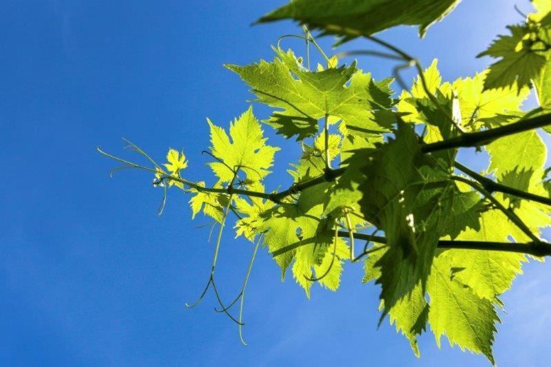 فندق فينالي ليغوريفي  Agriturismo La Selva المظهر الخارجي الصورة