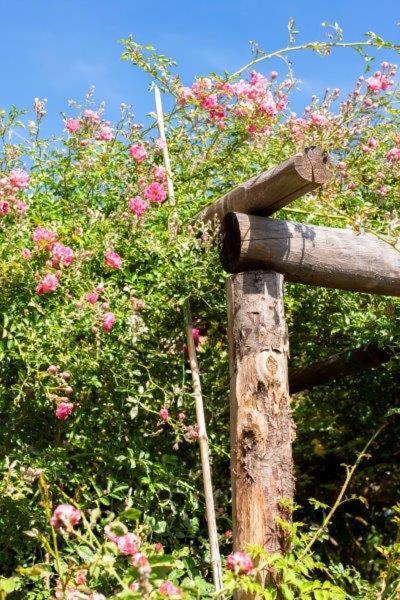 فندق فينالي ليغوريفي  Agriturismo La Selva المظهر الخارجي الصورة